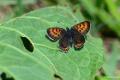 Lycaena helle (Menekşe Bakırgüzeli)